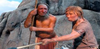 extinción del neandertal